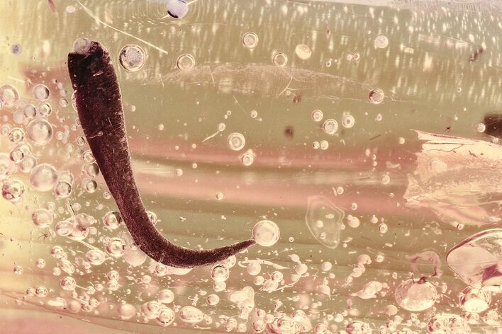 Detailed Fossil Leaf and Bubbles in Baltic Amber #325423